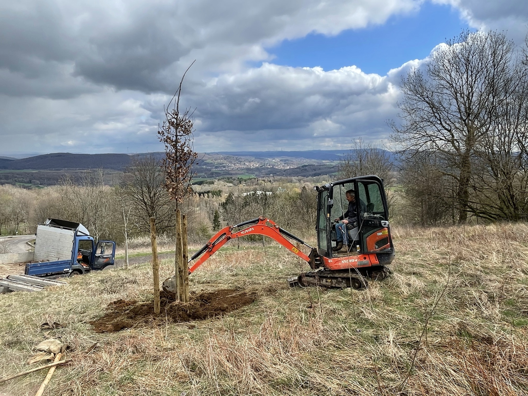 Baum_Schaumberg