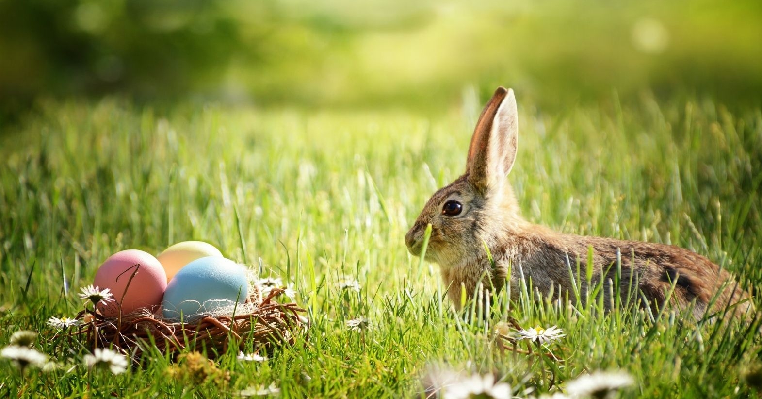 Osterhase