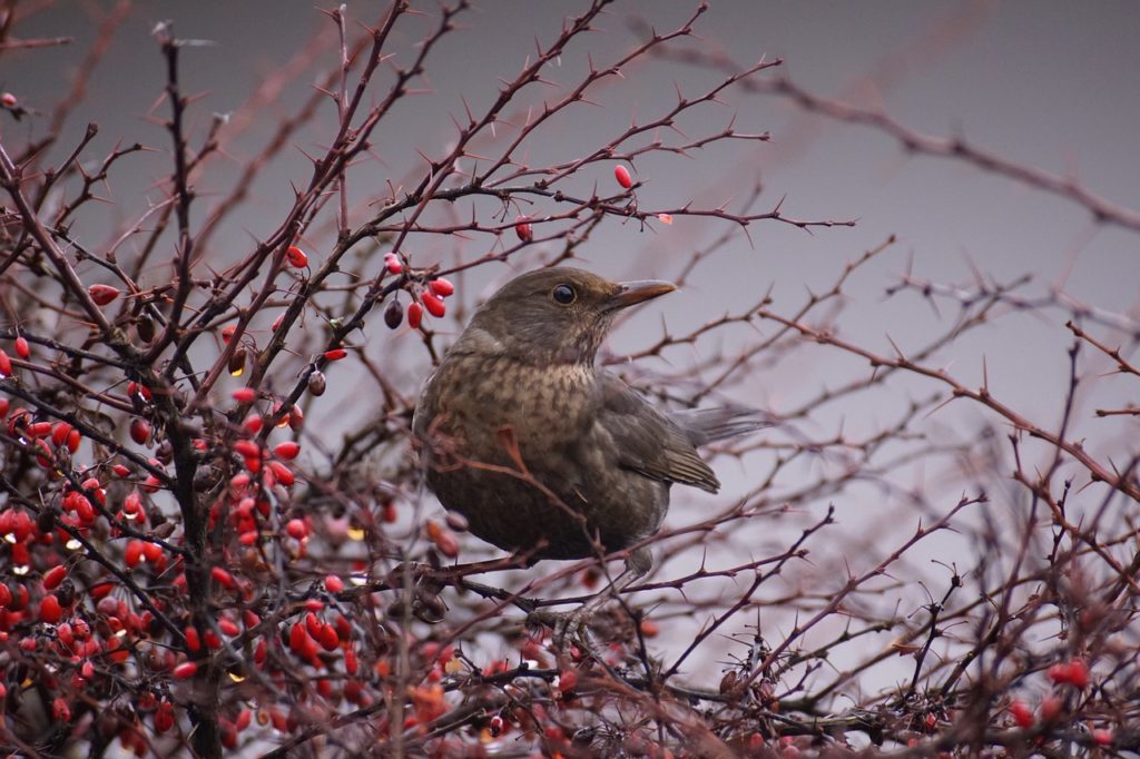 Vogelkundliche Wanderung des NABU mit Frühstückspause